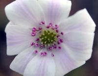 Palest pink to white with contrasting pink stamens